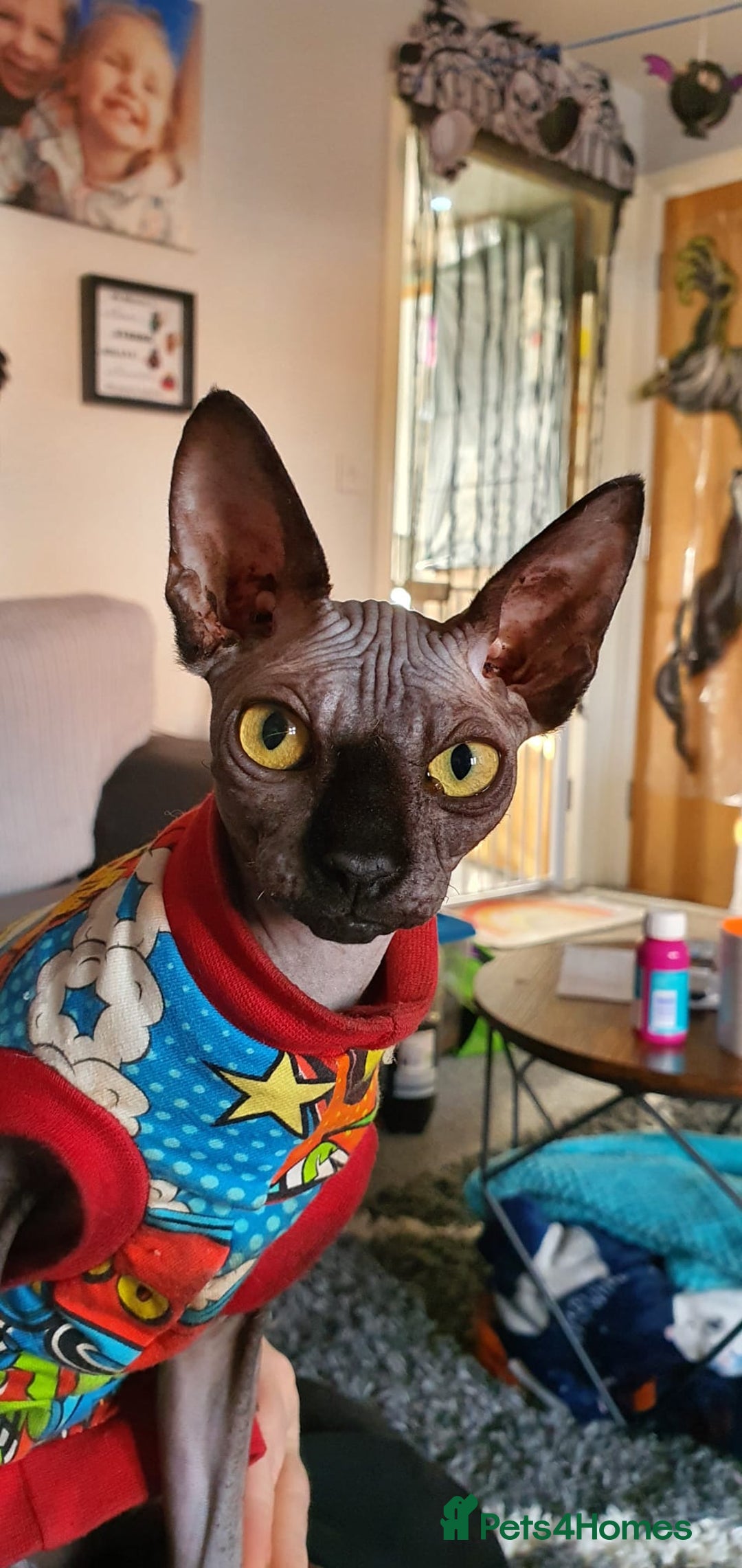 Sphynx cats for sale: Adult male sphynx - Image 9
