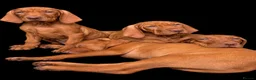 Hungarian Vizsla dogs for sale: Legally Docked KC Hungarian Vizsla Pups - Advert 5