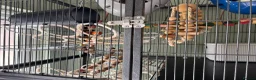 Rat rodents for sale: 4rats & full cage set up  - Advert 12