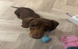 Dachshund dogs for sale: Brown/Biscuit friendly Dachshund puppy  - Image 4