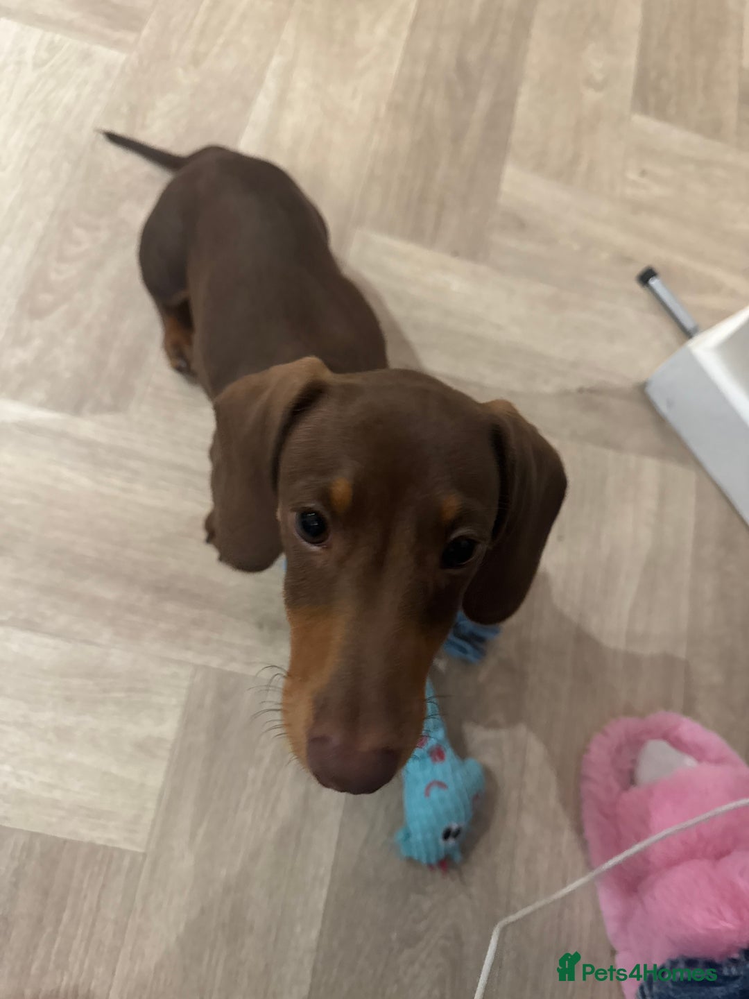 Dachshund dogs for sale: Brown/Biscuit friendly Dachshund puppy  - Image 4