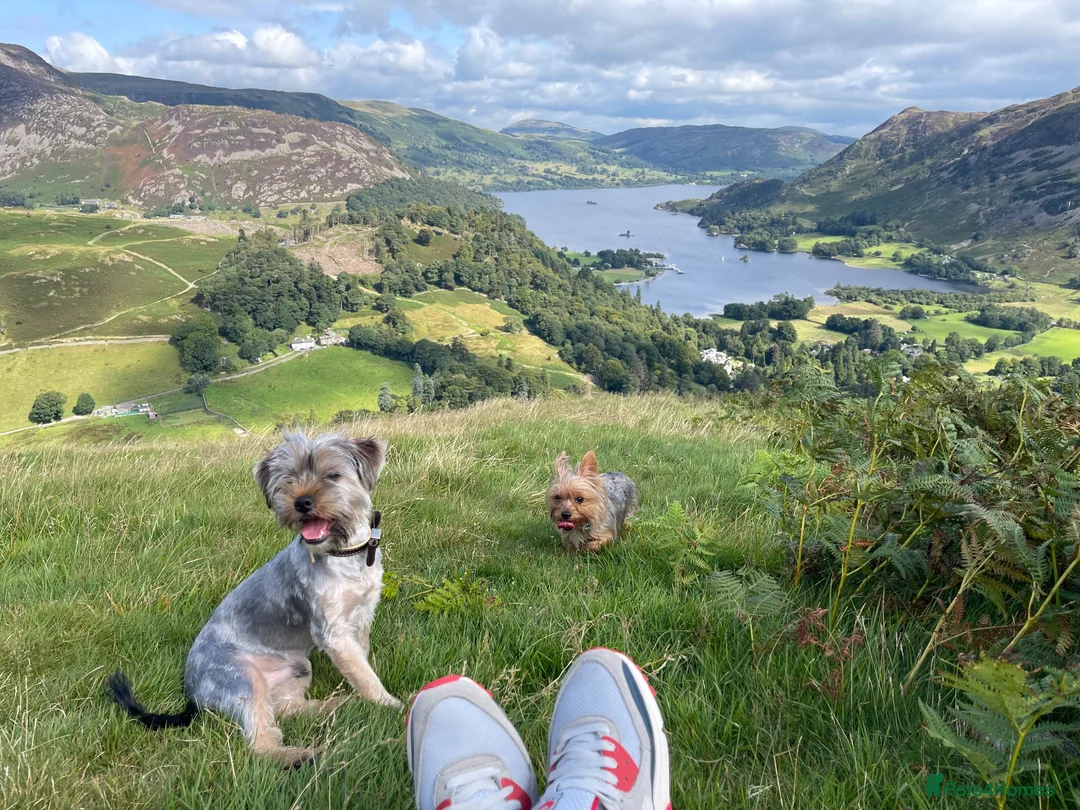 Yorkshire Terrier dogs for sale: 3 Beautiful Yorkshire Terrier for sale in Newark - Advert 2