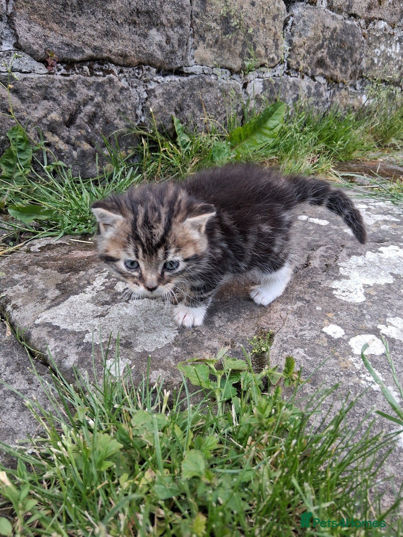 Mixed Breed cats for sale: Lovely kittens various prices  - Advert 8