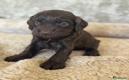Cockapoo dogs for sale: BEAUTIFUL MERLE COCKER POO PUPPIES, HEALTH TESTED - Image 19