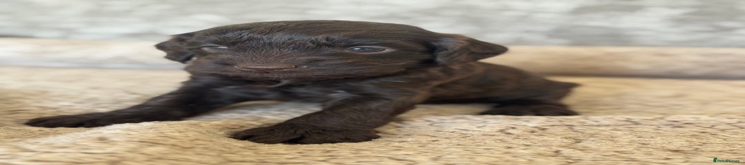 Cockapoo Puppy 7