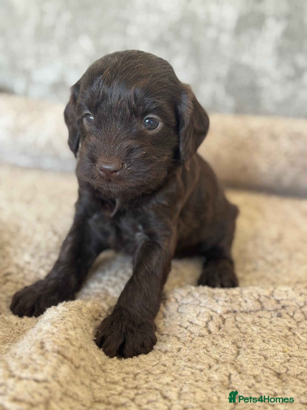 Cockapoo dogs for sale: BEAUTIFUL MERLE COCKER POO PUPPIES, HEALTH TESTED - Image 19