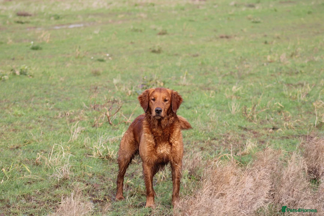 Golden Retriever dogs for stud: EXTENSIVELY health tested with excellent results! in Newark - Advert 33