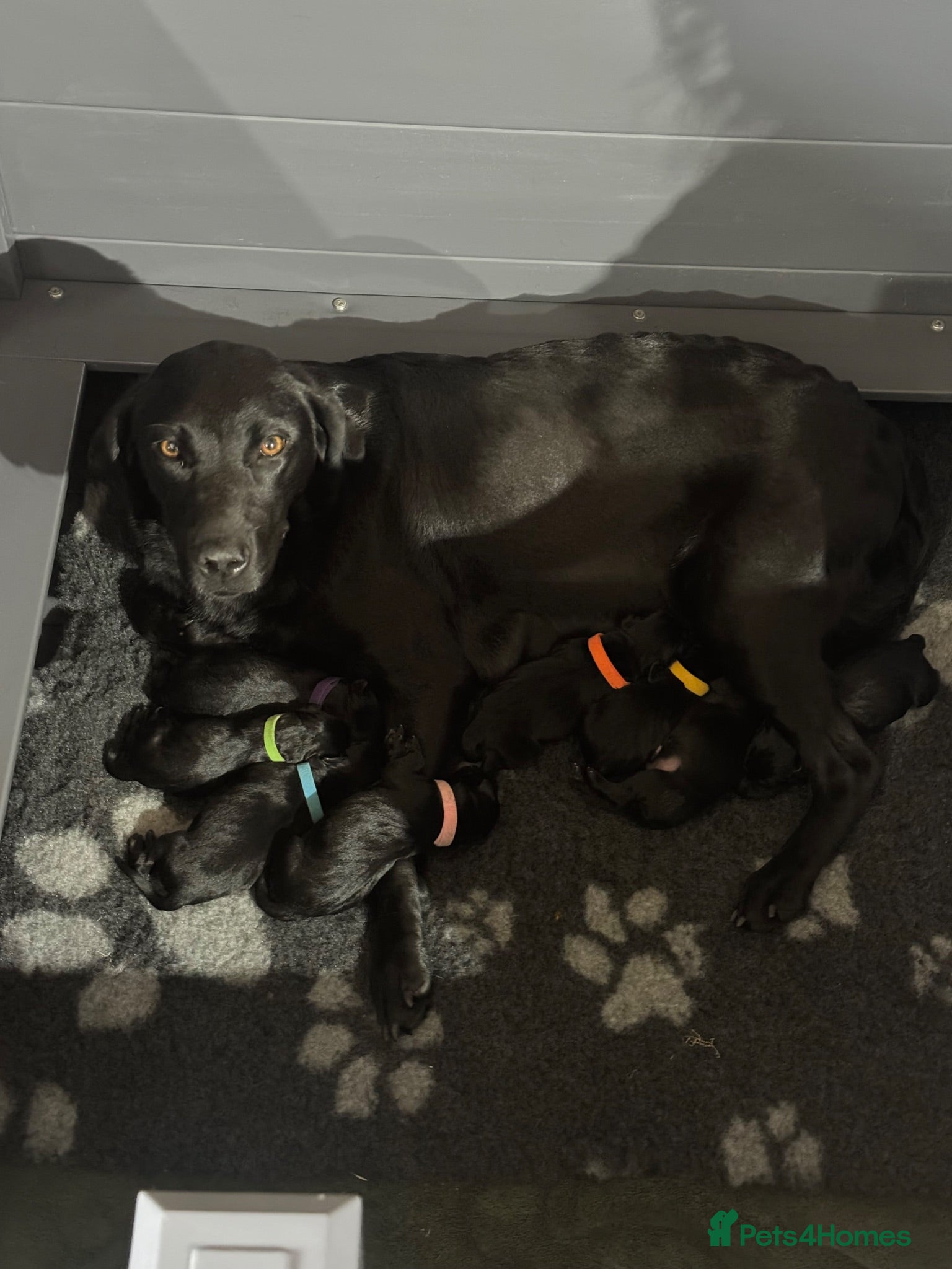 Labrador Retriever dogs Carefully Planned Labrador Litter - Advert 2