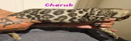 Bengal cats for sale: TICA registered bengal kittens - Advert 24