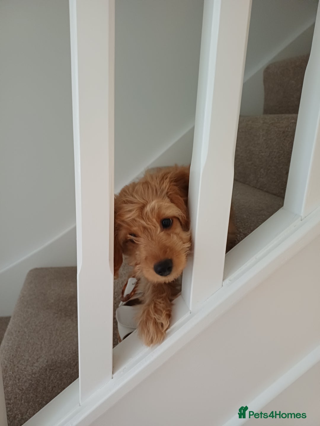 Cockapoo dogs for sale: Puppy - Advert 3