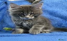 Maine Coon cats for sale: Kittens Maine Coon registered with Gccf  - Image 7