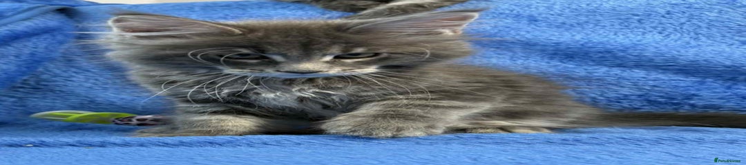 Maine Coon Kitten 2