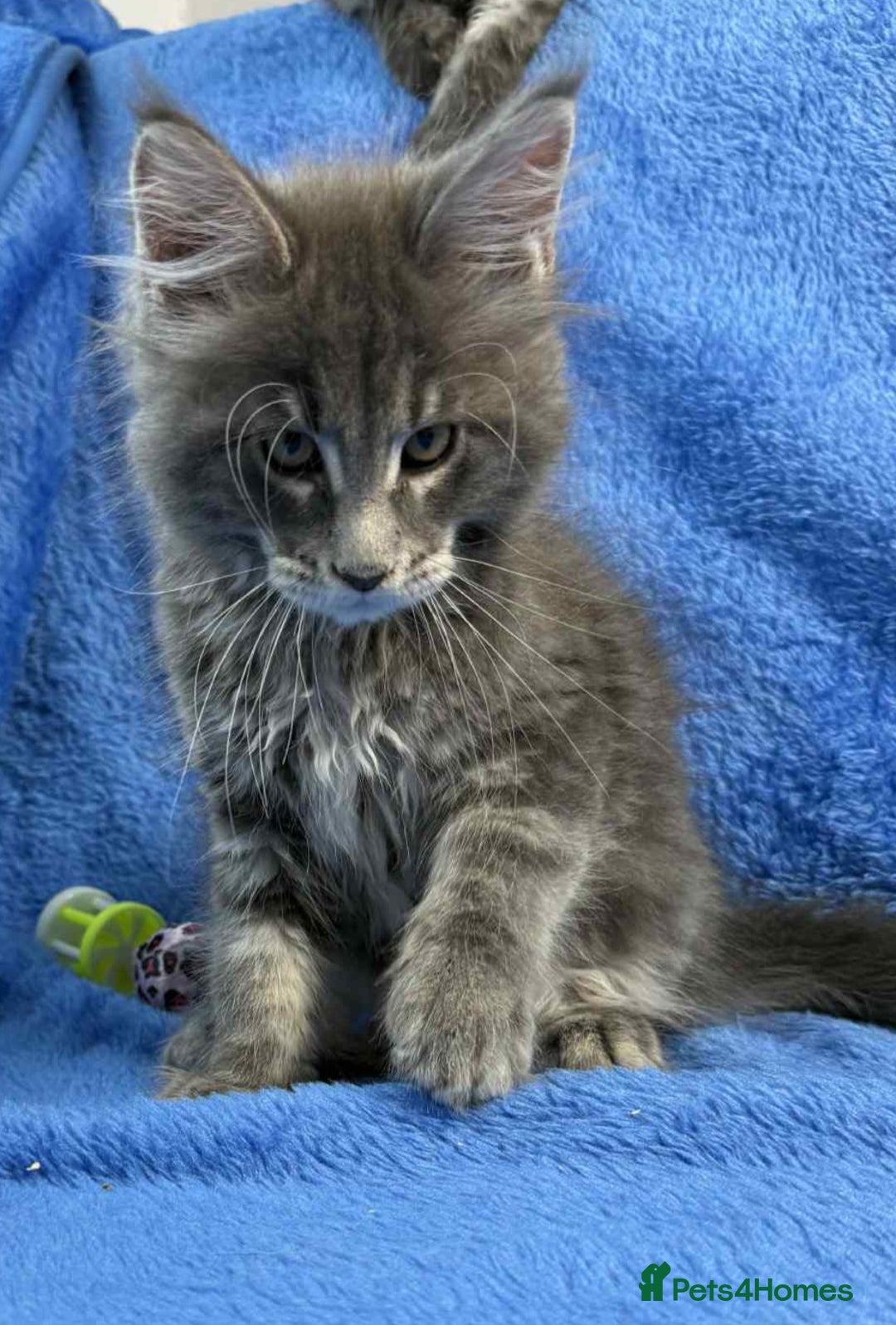 Maine Coon cats for sale: Kittens Maine Coon registered with Gccf  - Image 7