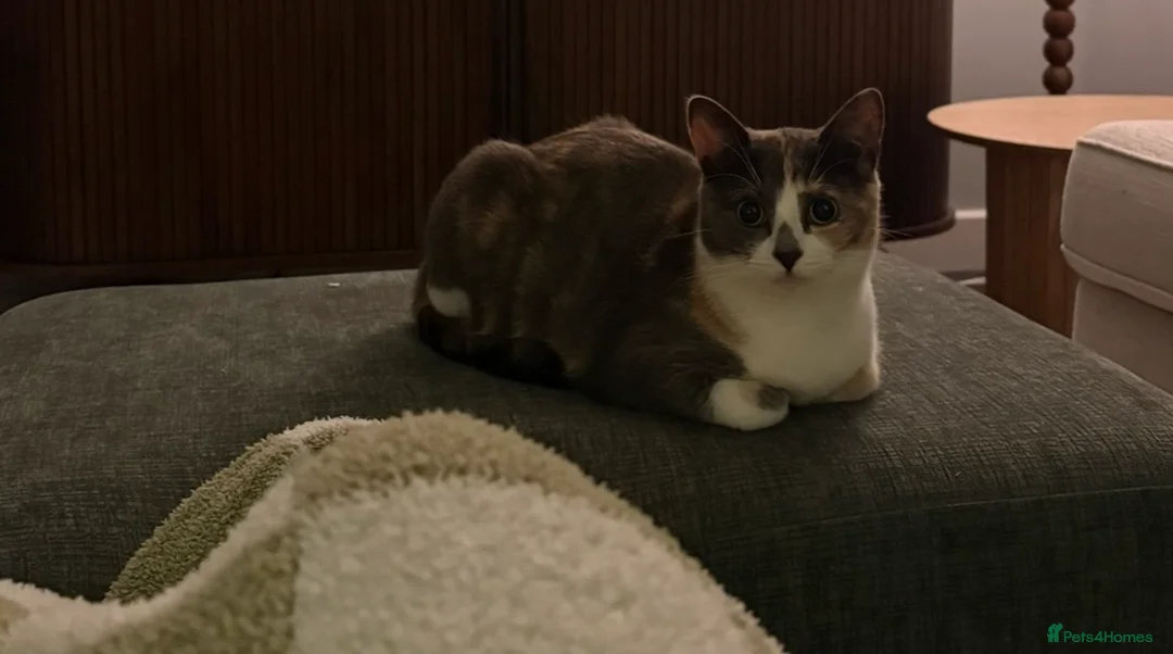 Mixed Breed cats for sale: Indoor Mixed British Short Hair Kitten - Advert 2