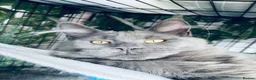 Maine Coon cats for sale: 💙*🦁*BLUE MAINE COON*💎*KITTENS*🦁*💙 - Advert 3