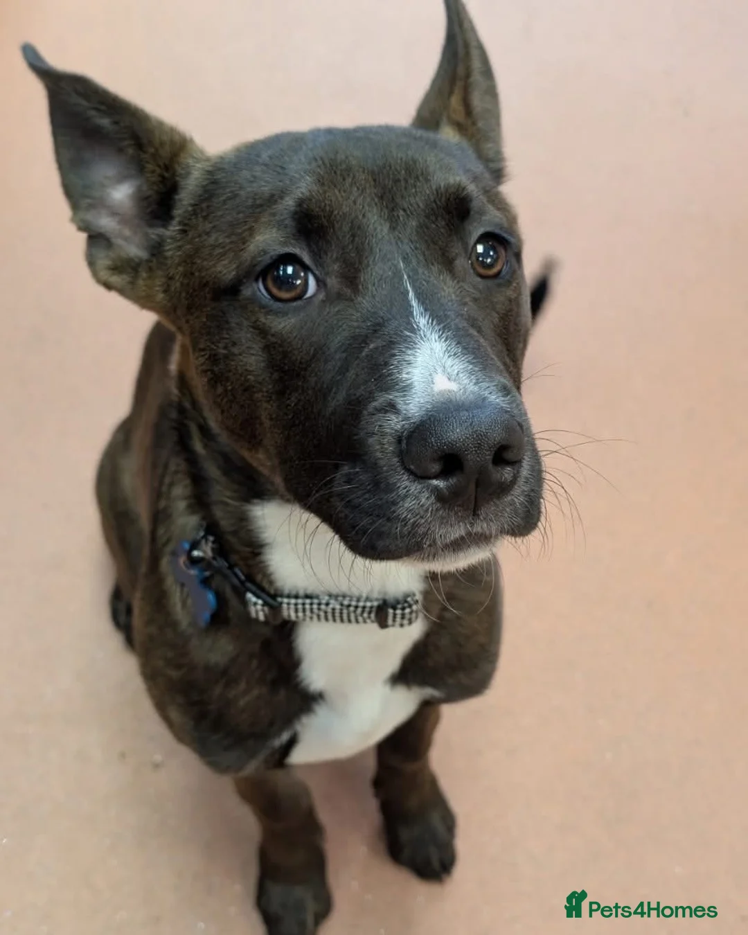 Mixed Breed dogs for sale: ZEUS Belgian Malinois Cross - Advert 1