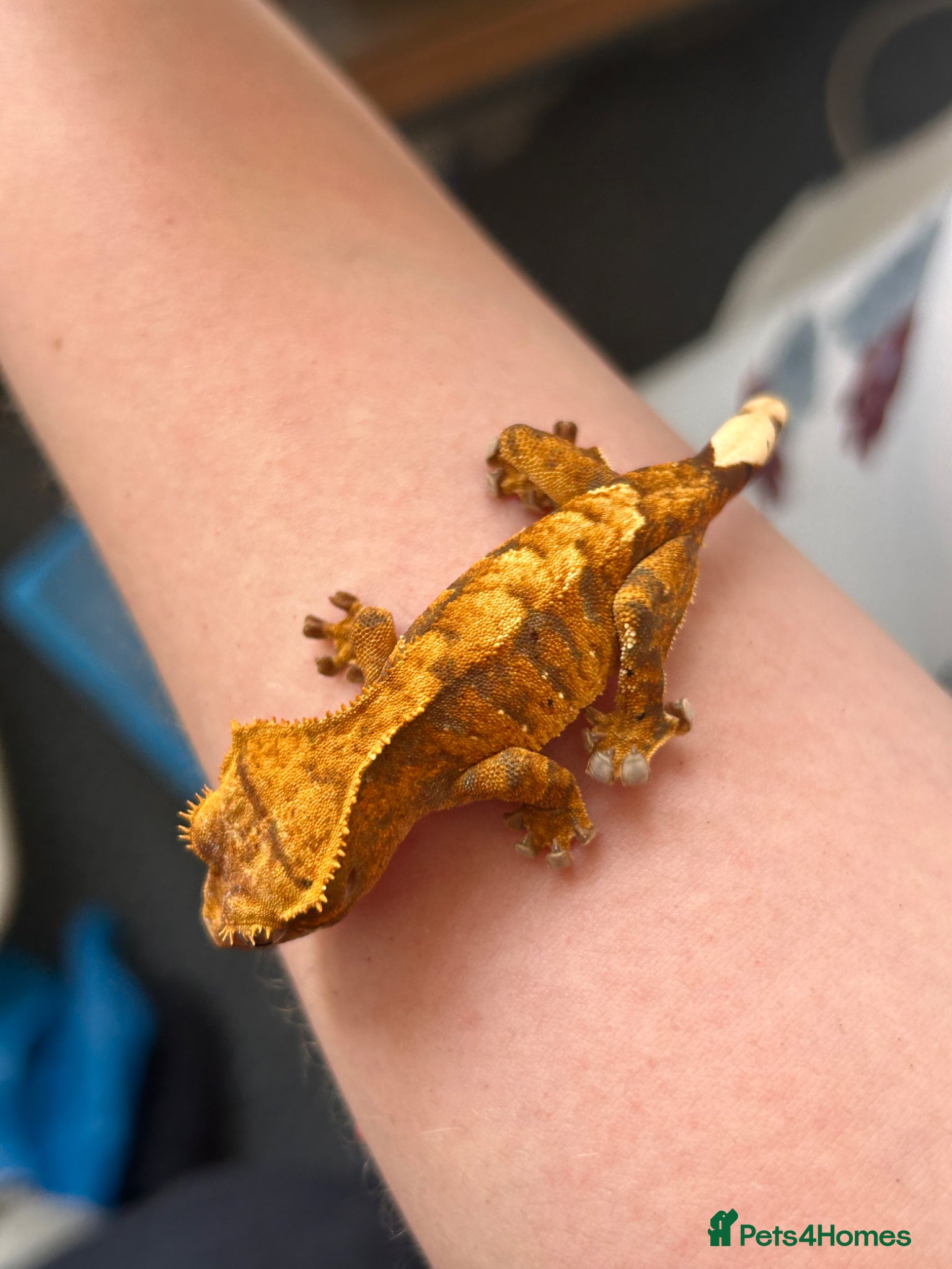 Gecko reptiles Baby Crested Geckos - Advert 2