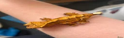 Gecko reptiles for sale: Baby Crested Geckos in Grimsby - Advert 2