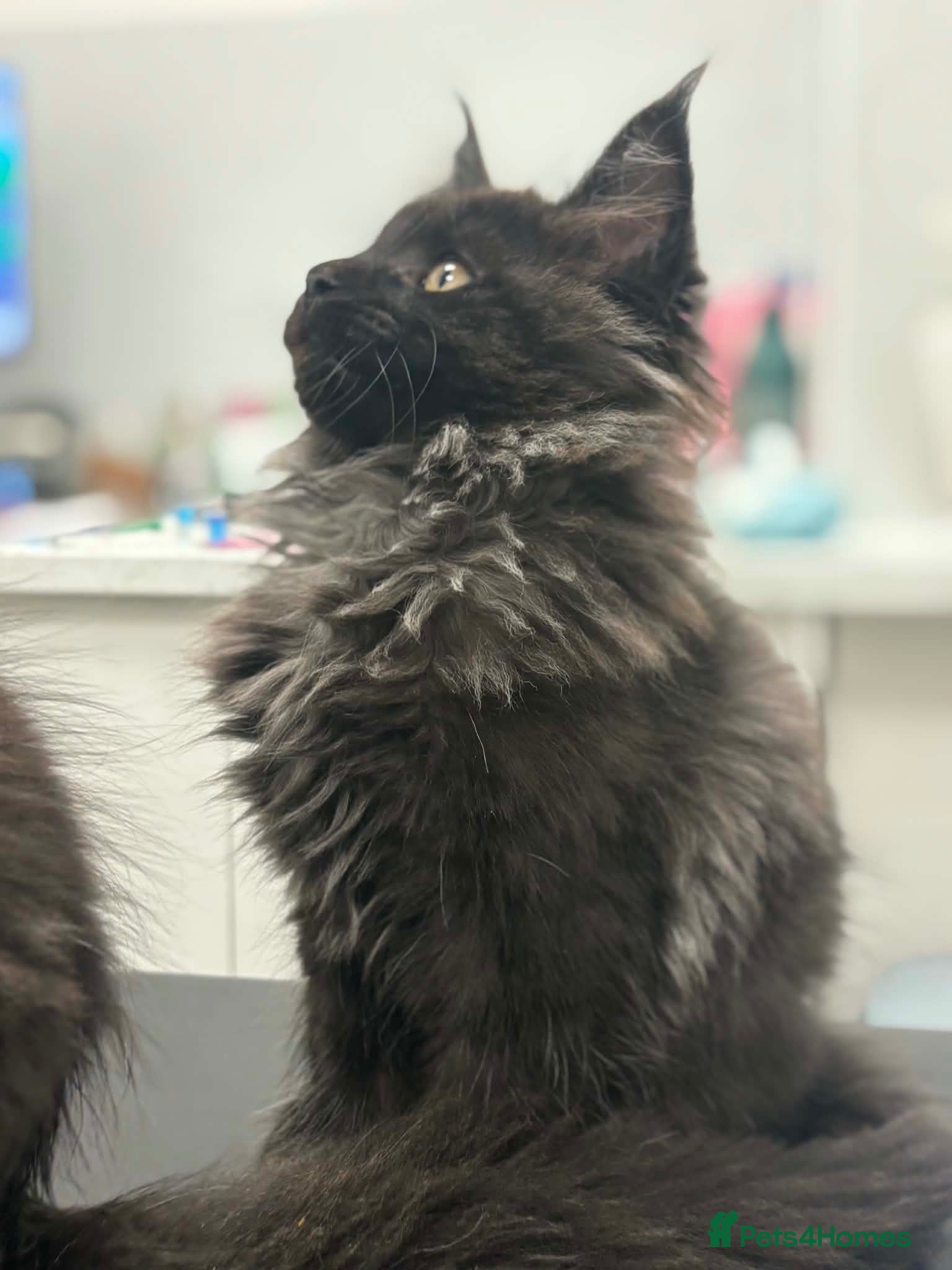 Maine Coon cats for sale: Tica registered black smoked male Maine coon - Advert 1
