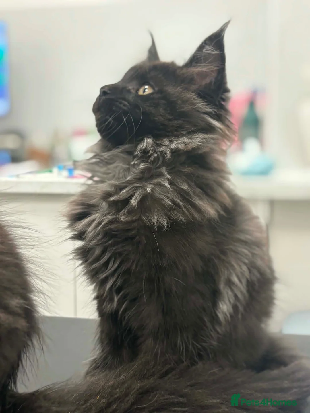 Maine Coon cats for sale: Tica registered black smoked male Maine coon - Advert 1