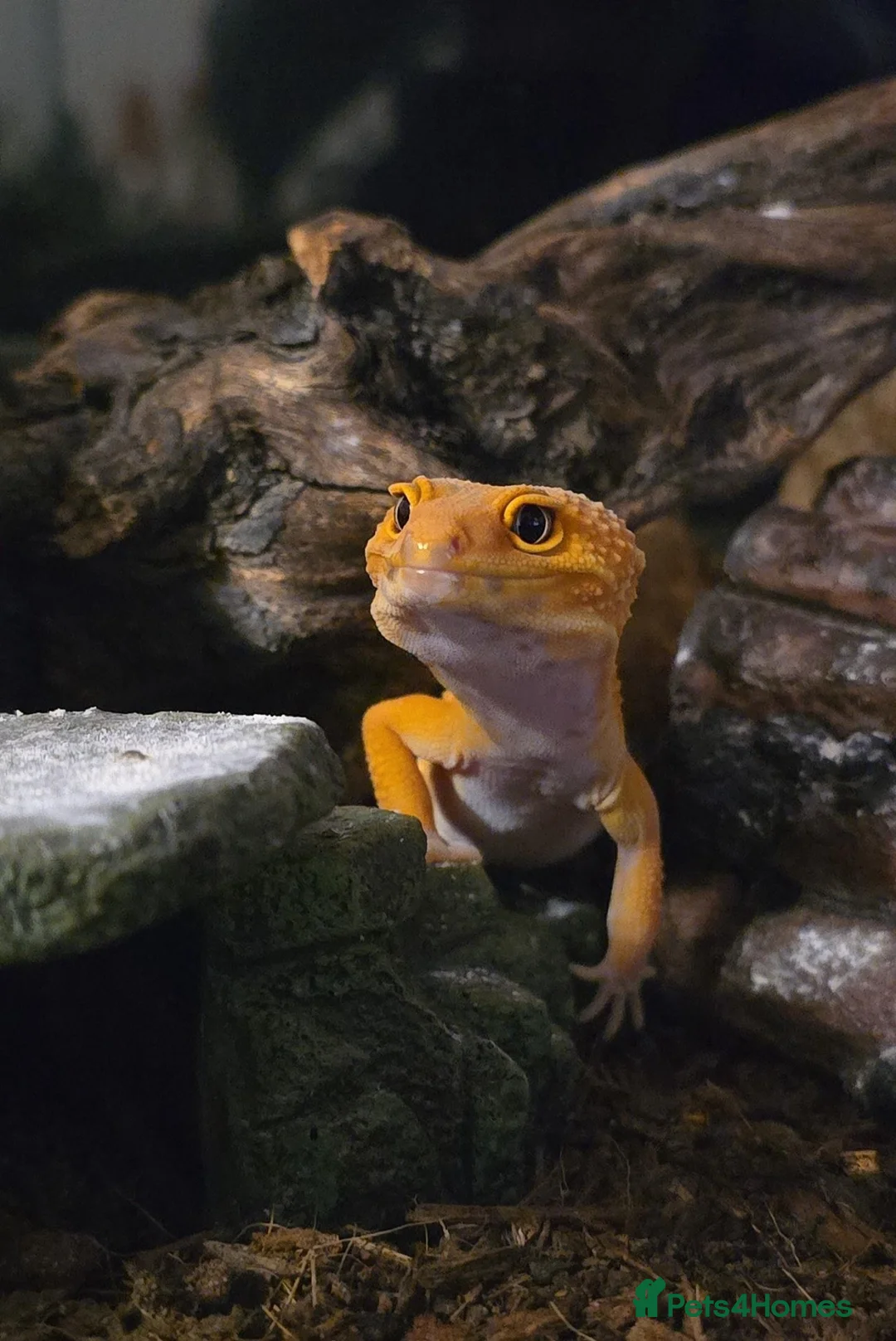 Leopard Gecko reptiles for sale: Male Leopard Gecko with Terrarium and equipment  - Advert 1