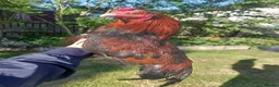 Chickens poultry for sale: 🌟Imported egg Aseel Rooster🌟 - Advert 17