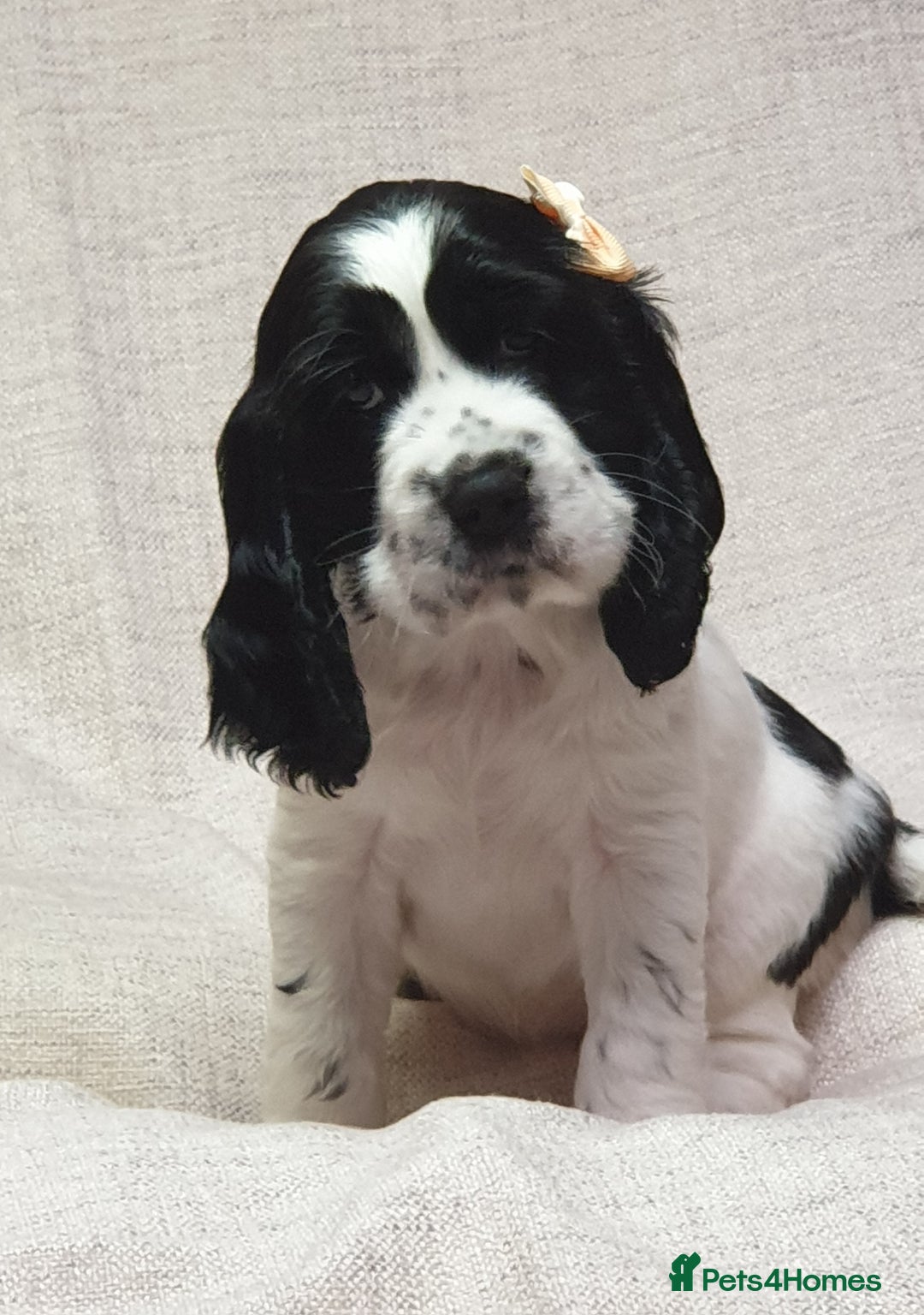 Cocker Spaniel dogs for sale: Show type unique markings cocker spaniel puppies  - Advert 16