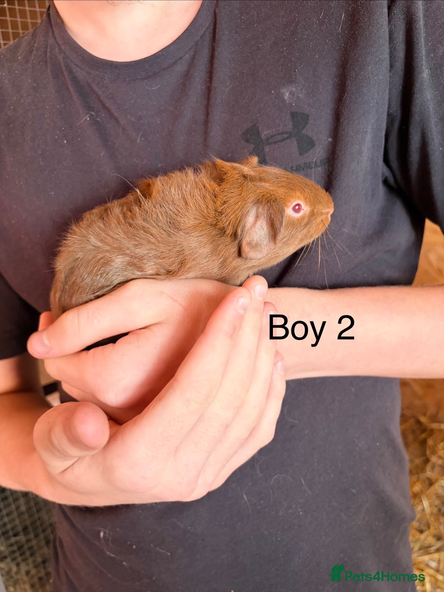 Guinea Pig rodents 12 week old baby boar guinea pigs  - Advert 4
