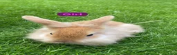 Mini Lion Lop rabbits for sale: Mini lion head lop babies  - Advert 8