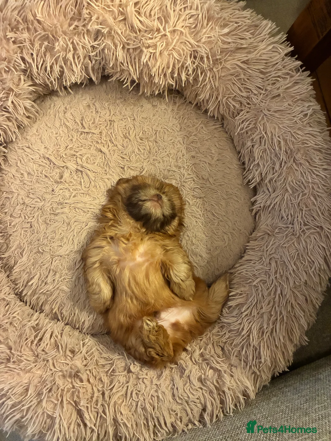 Shih Tzu dogs for sale: Beautiful Imperial Shih tzu Puppies  - Advert 2