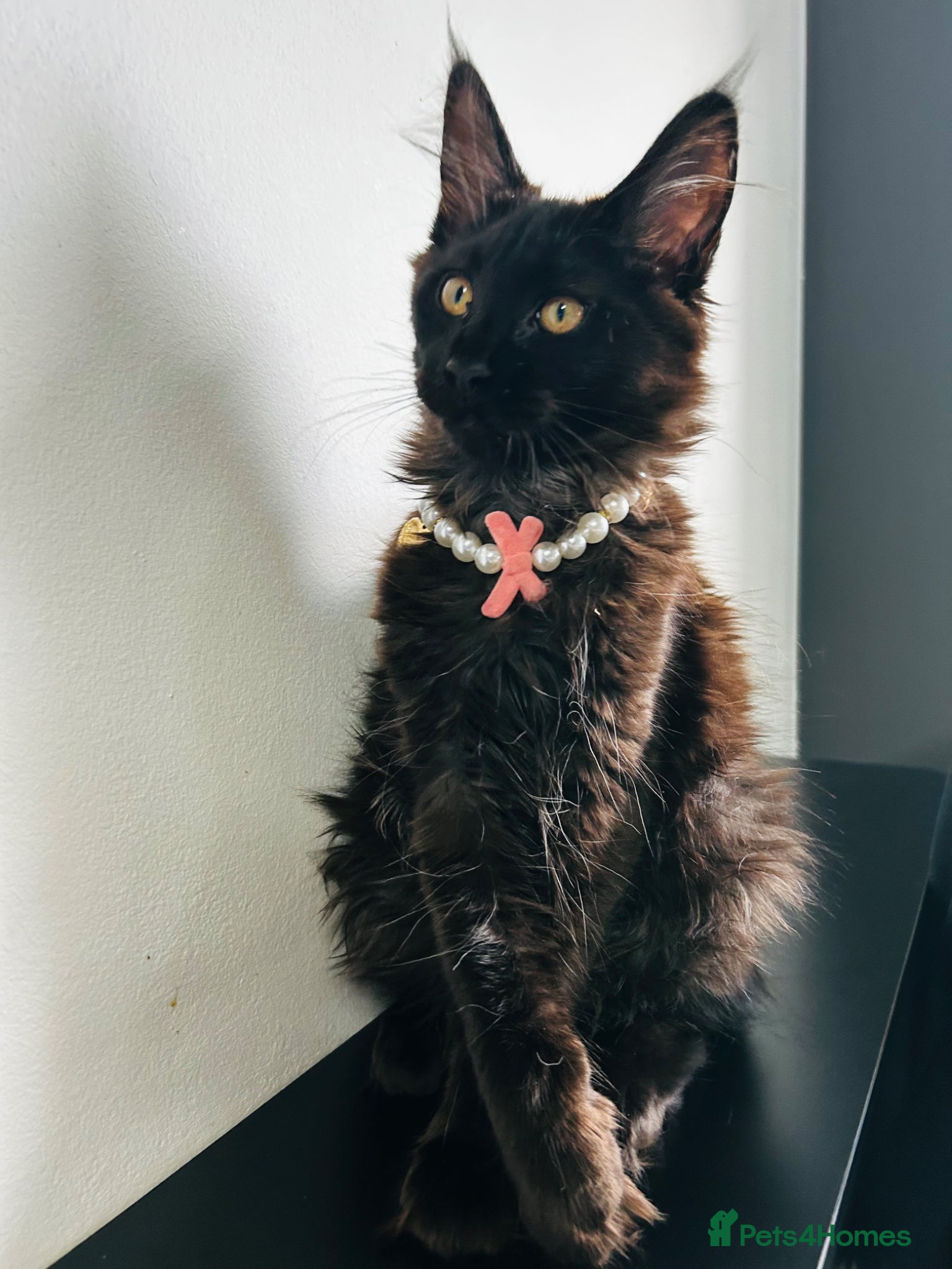 Maine Coon cats Maine Coon Tica registration full breed last girl  - Advert 1