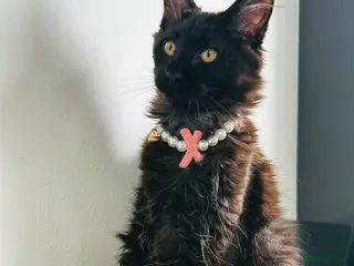 Maine Coon cats Maine Coon Tica registration full breed last girl - Advert 1