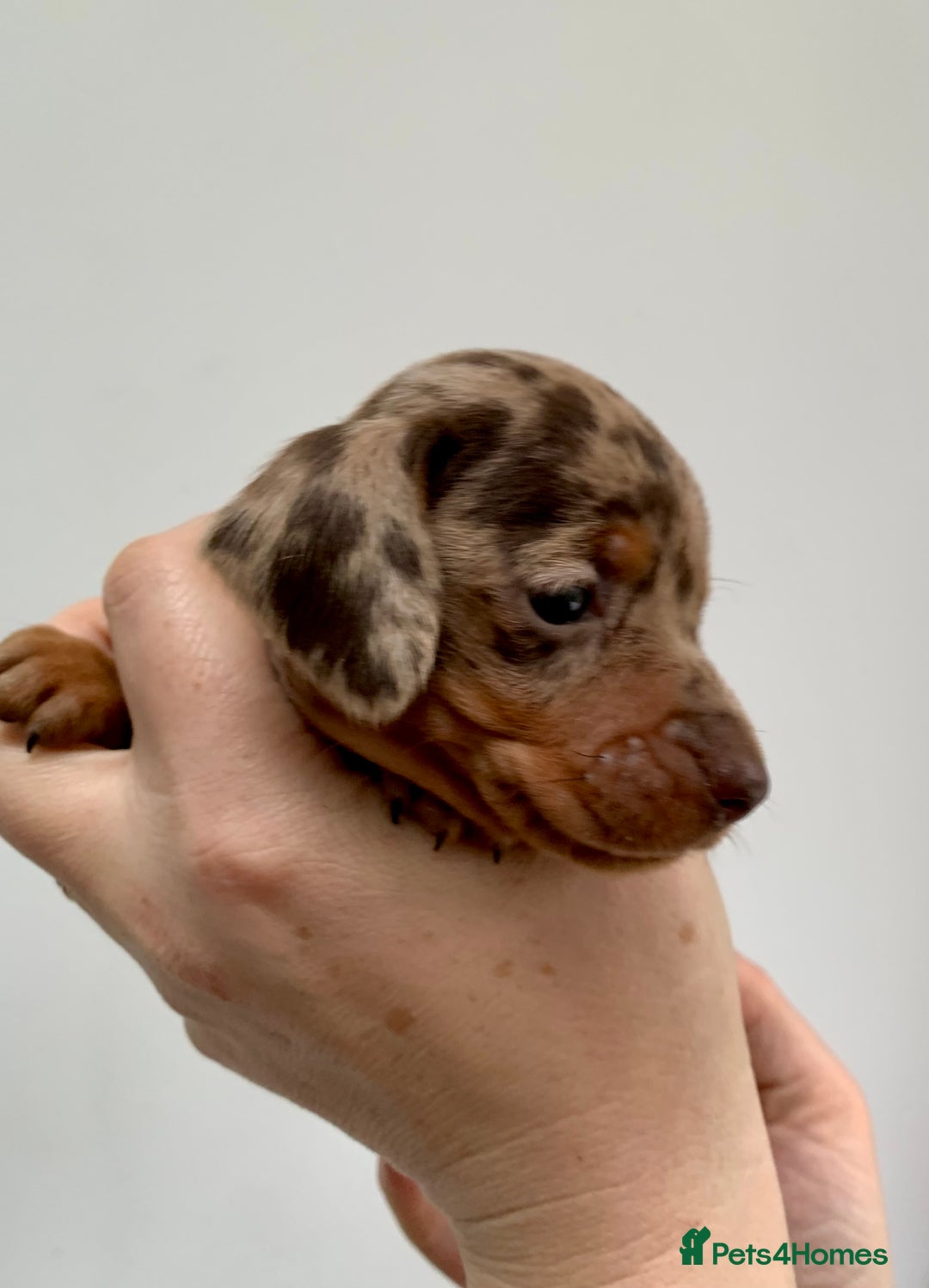 Miniature Dachshund dogs for stud: Miniature dachshund stud in Welling - Advert 8