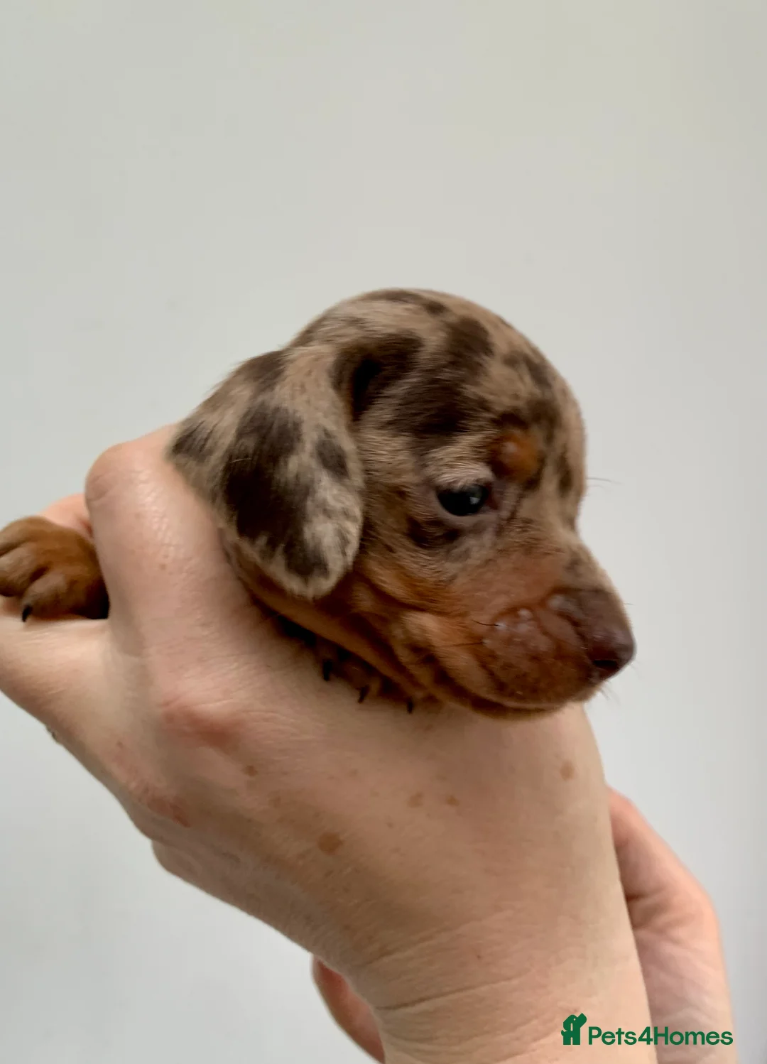 Miniature Dachshund dogs for stud: Miniature dachshund stud in Welling - Advert 8