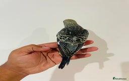 Budgerigars birds for sale: Hand reared budgies for sale  - Image 17