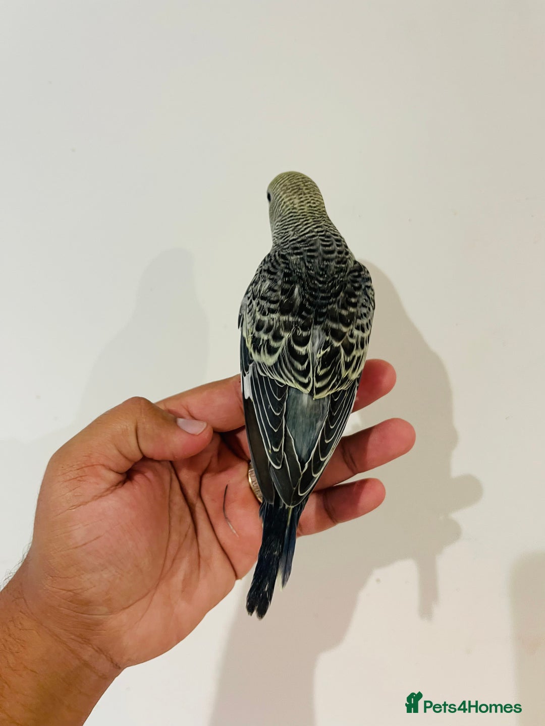 Budgerigars birds for sale: Hand reared budgies for sale  - Image 17