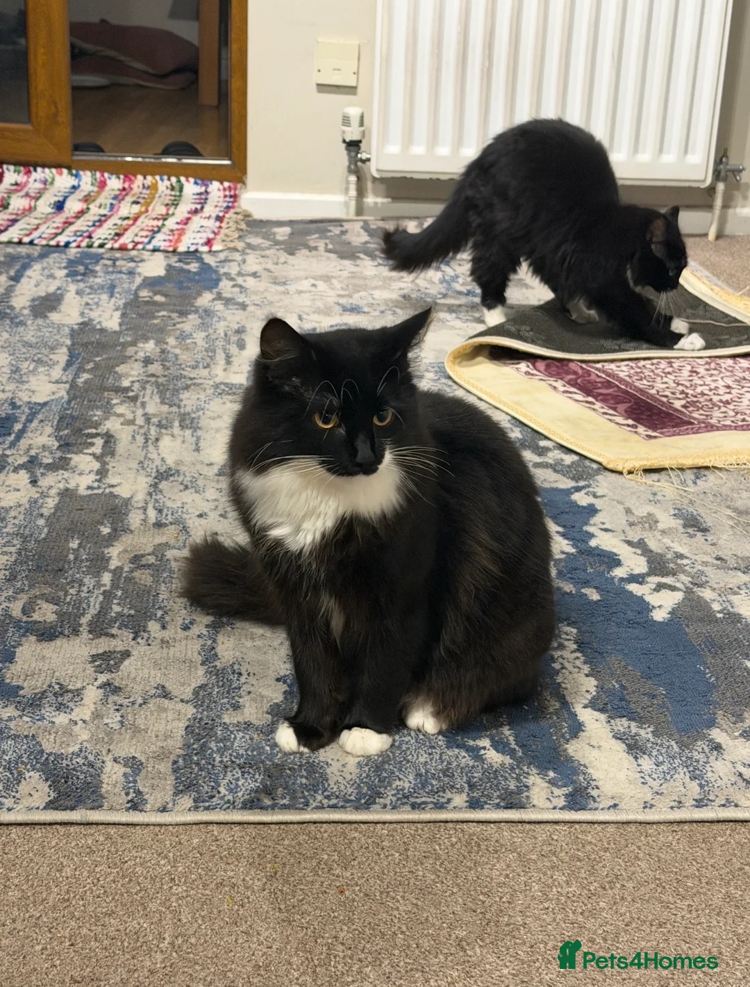 British Shorthair cats for sale: Stunning British Shorthair Tuxedo - Advert 2