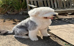 Old English Sheepdog dogs for stud: KC registered Old English Sheepdog for stud in Consett - Image 2