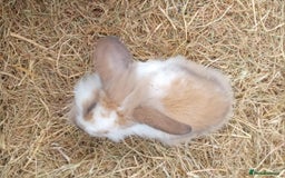 Mini Lion Lop rabbits for sale: Male mini lion lop - Image 13