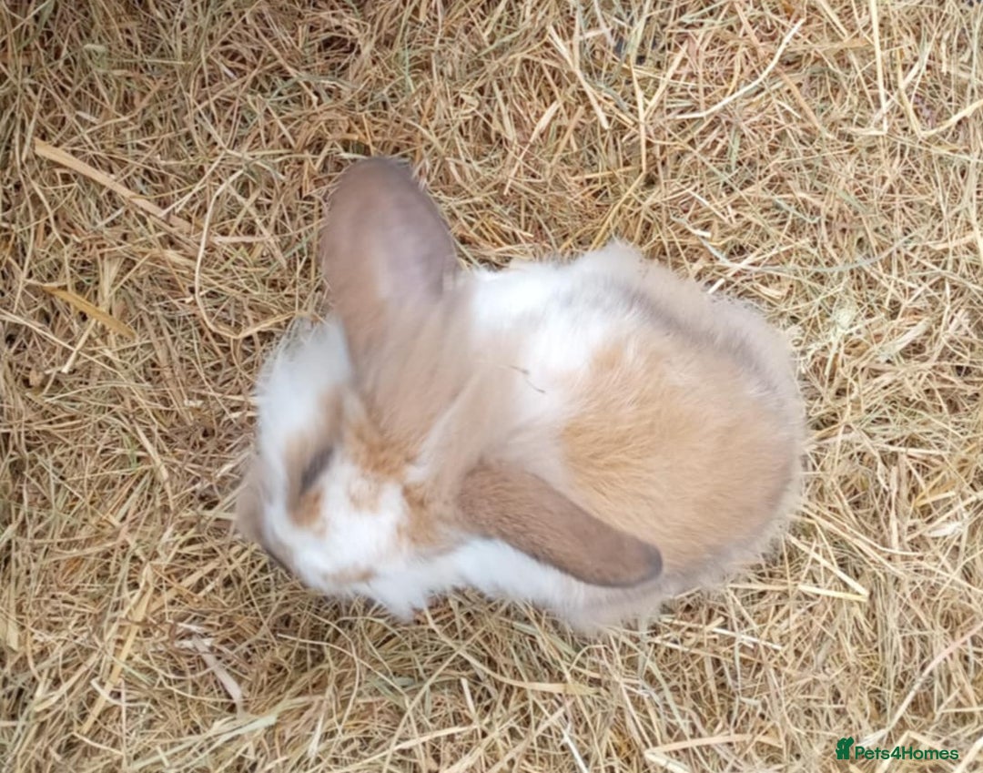 Mini Lion Lop rabbits for sale: Male mini lion lop - Image 13