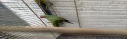 Parrots birds for sale: Alexandria breeding prayer - Advert 4