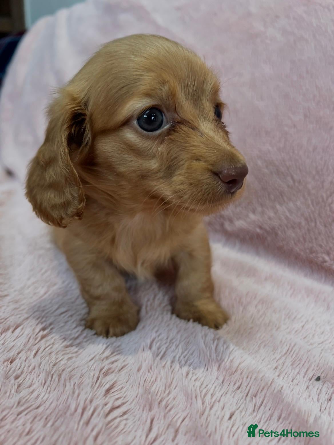 Miniature Dachshund dogs 2 beautiful long haired Miniature Dachshunds - Advert 2