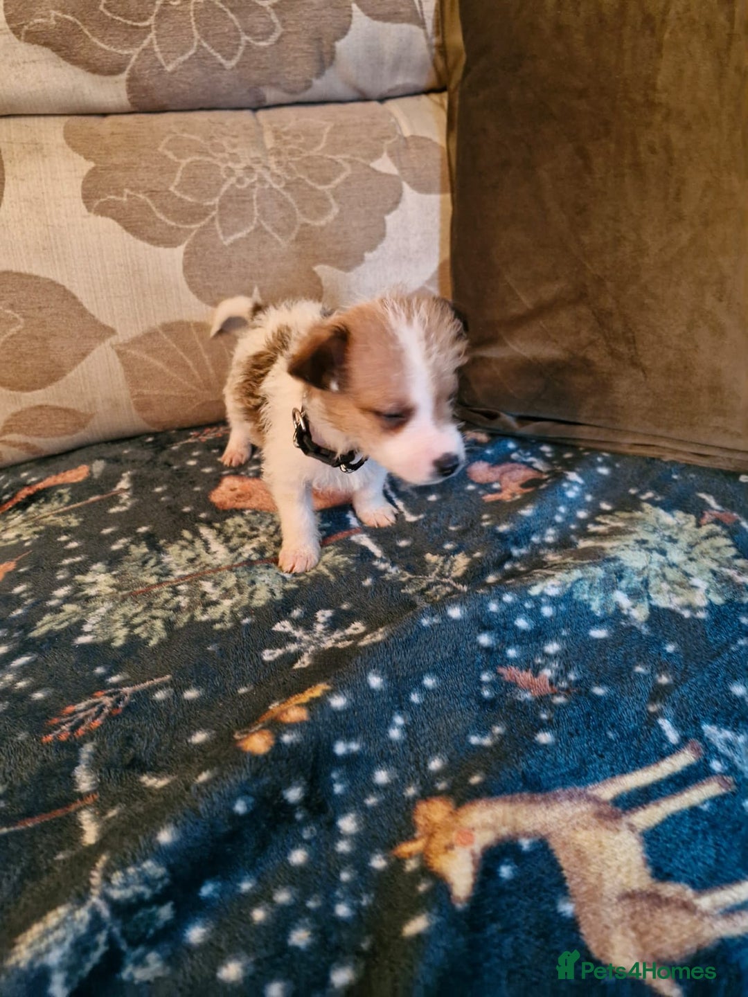 Mixed Breed dogs for sale: Cavajack Puppies  - Advert 5