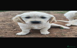 Golden Retriever dogs for stud: Proven Gorgeous Stud Dog - Image 23