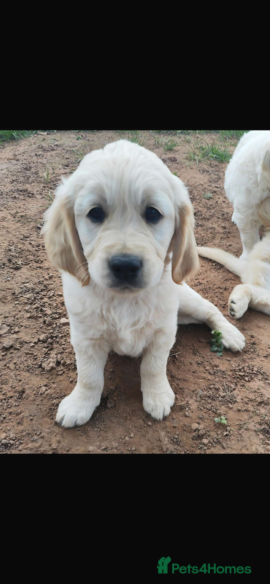 Golden Retriever dogs for stud: Proven Gorgeous Stud Dog - Image 23