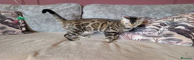 Bengal 1