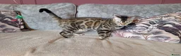 Bengal cats for sale: 🖤🤎 Beautiful Bengal 🤎🖤 - Advert 11