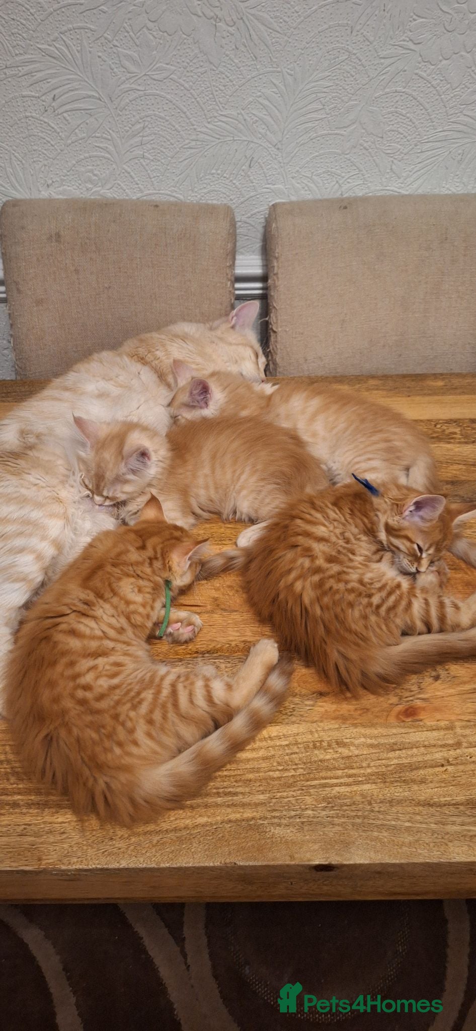 Maine Coon cats 😻😻😻😻 Maine Coon Kittens Ready Soon Red Tabby F - Advert 1
