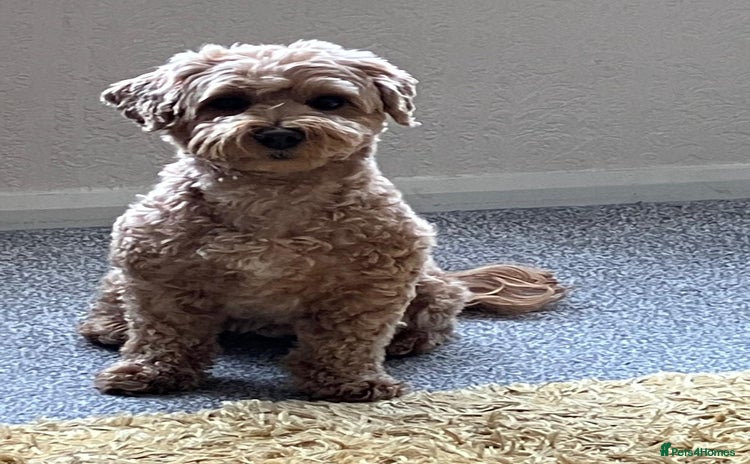 Mixed Breed dogs Gorgeous puppies for sale - Advert 6