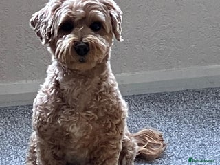 Mixed Breed dogs for sale: Gorgeous puppies for sale - Advert 1